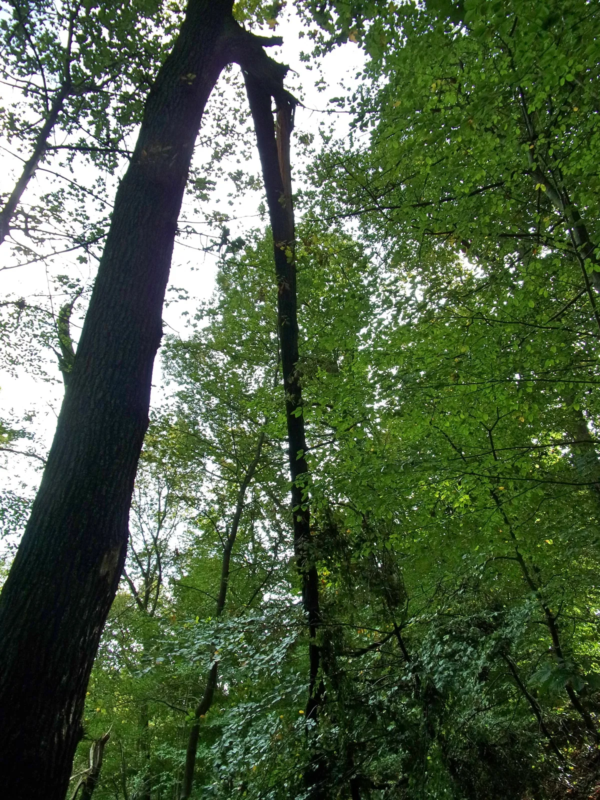 Blankenese Hamburg Baum – Bild zum Beitrag Baustopp für Flüchtlingsheim in Blankenese