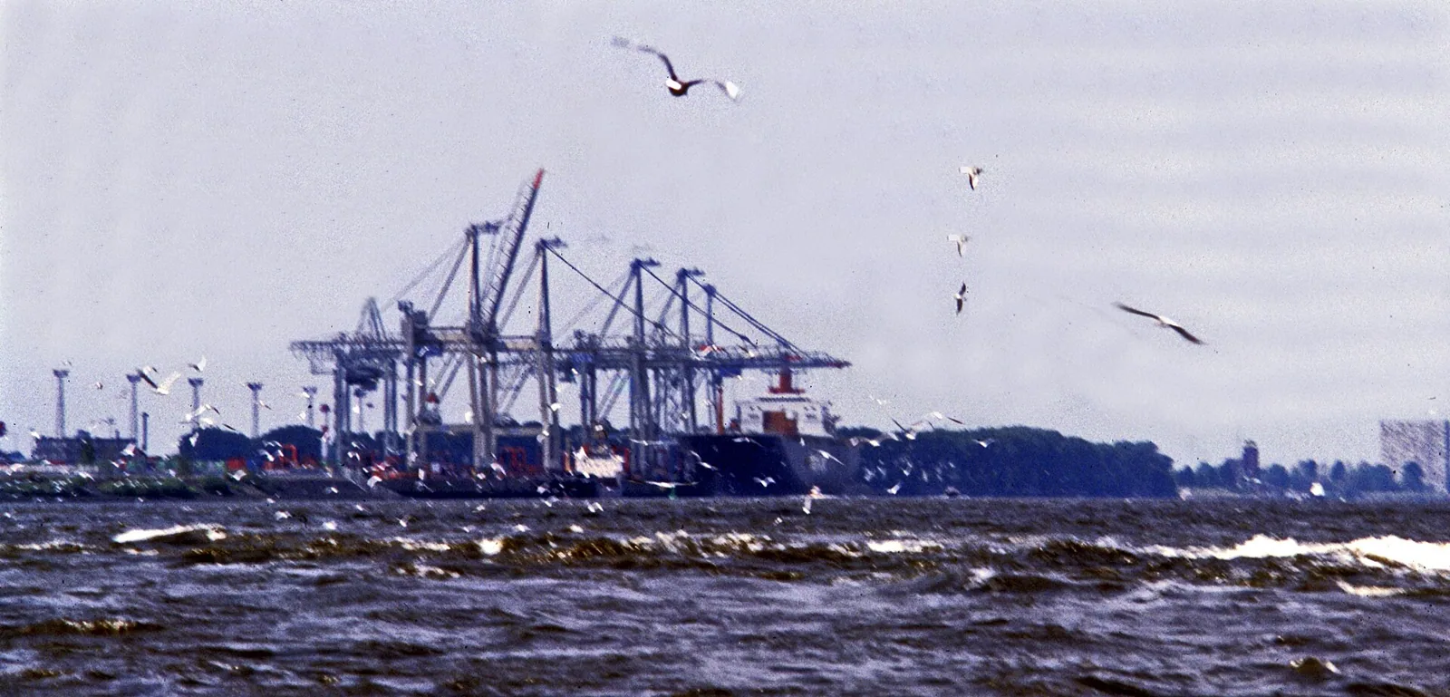 Hamburg Möwen – Bild zum Beitrag Möwen liefern den Hamburg Sound