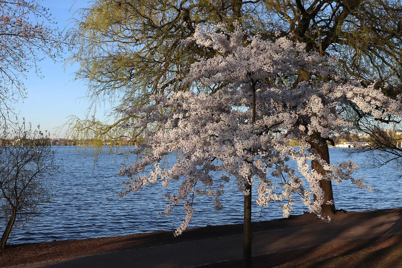 Blick über die Außenalster in Hamburg mit Segelbooten und Uferbewuchs