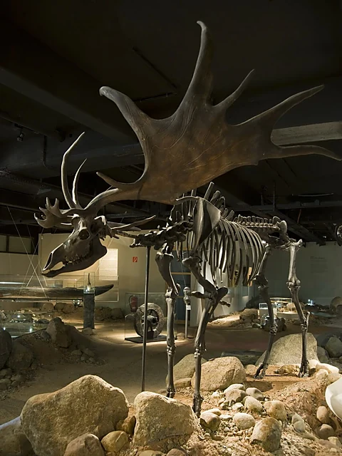 Skelett eines Riesenhirschs mit gewaltigem Schaufelgeweih in der dunklen Ausstellungshalle, davor Findlinge und Sand