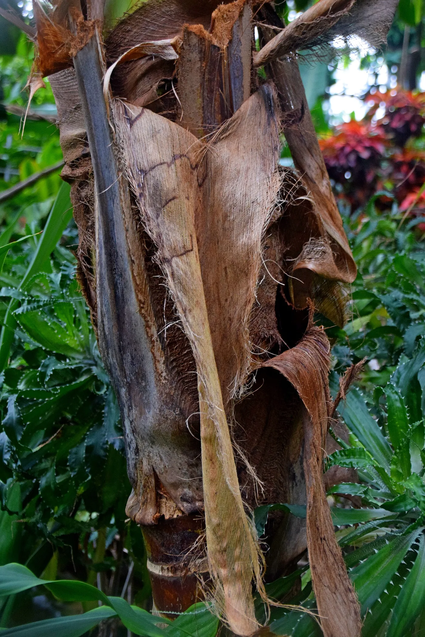 Kokospalme im Tropengewaechshaus des Botanischen Gartens Hamburg
