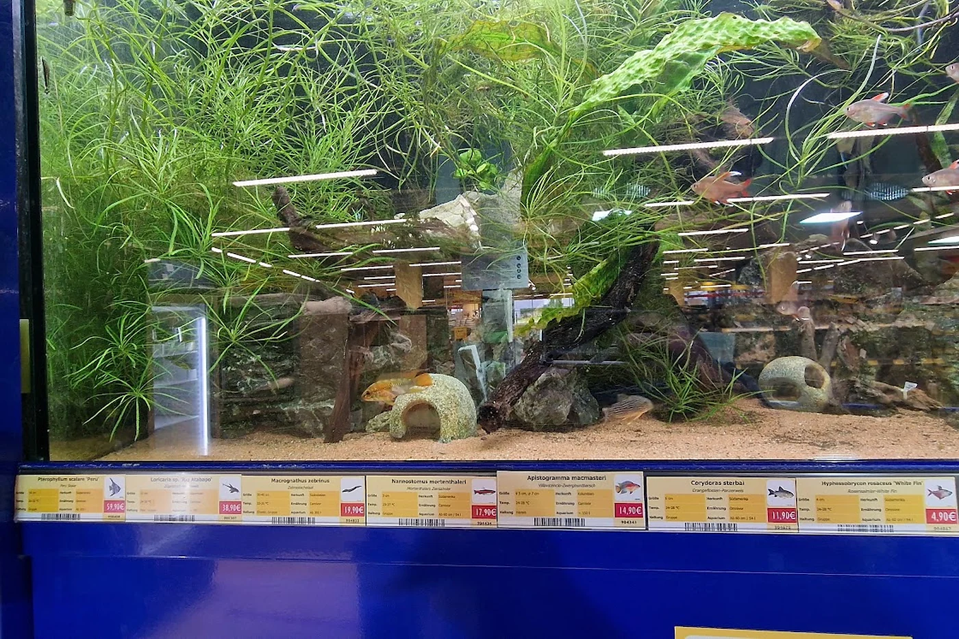 Regal mit bepflanzten Aquarien hintereinander
