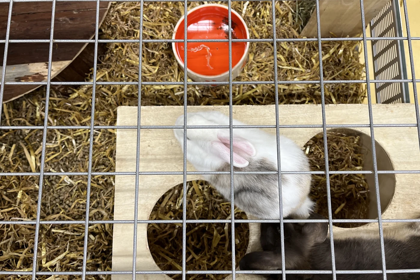 Kleintiergehege mit Stroh und Häuschen