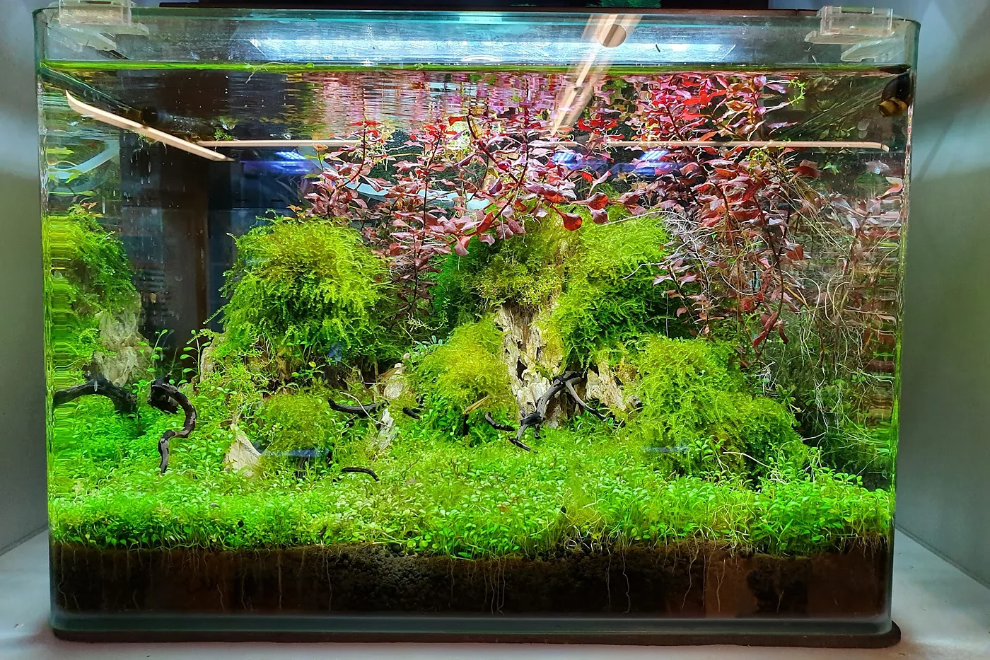 Bepflanztes Aquarium mit Wasserpflanzen und Fischen