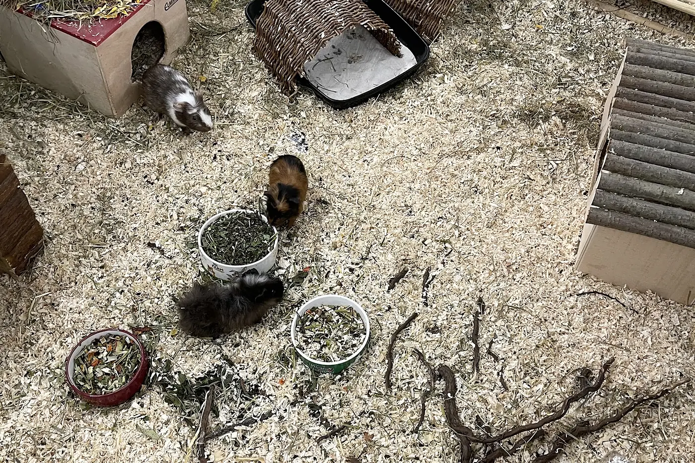 Terrarium mit Sand, Wurzeln und Verstecken