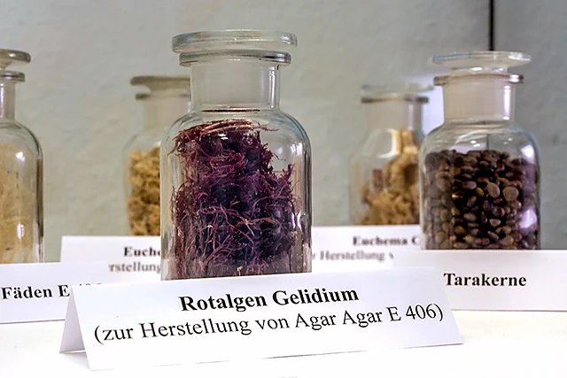 Apothekergläser mit Rotalgen Gelidium, Tarakernen und anderen Rohstoffen, davor ein Schild zur Herstellung von Agar-Agar