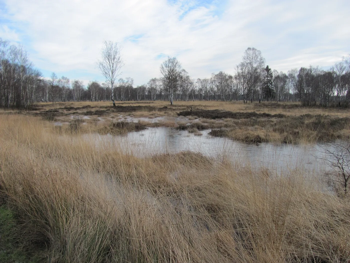 Moorlandschaft im Duvenstedter Brook mit Wasserflächen, Gras und Birken
