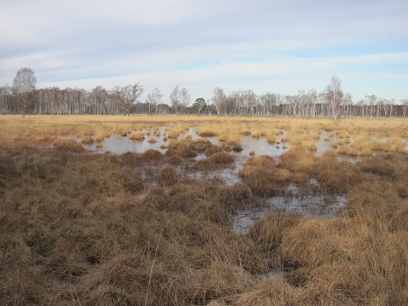 Weg durch den Duvenstedter Brook mit Bäumen