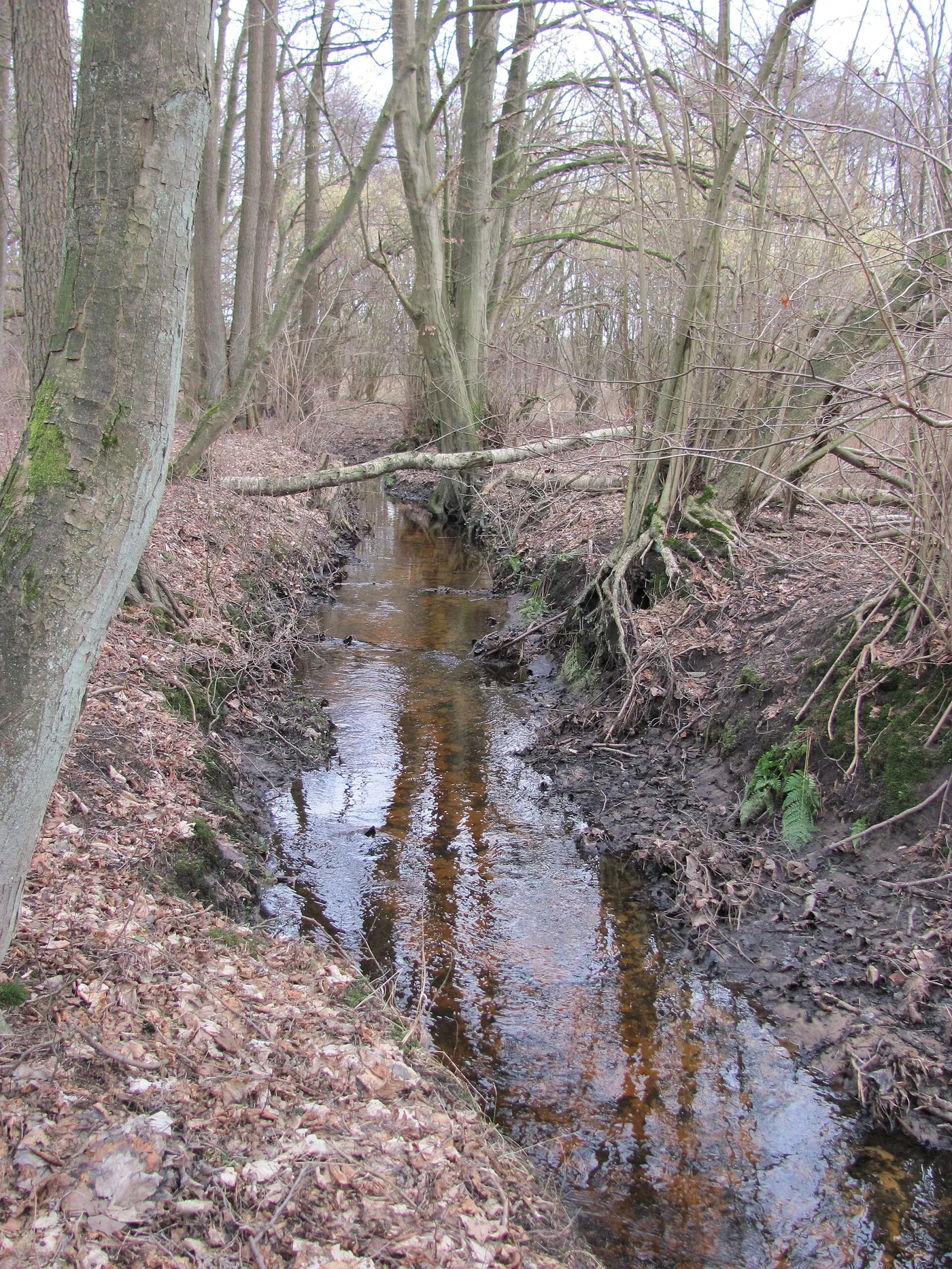Wasserlauf im Duvenstedter Brook zwischen Gräsern