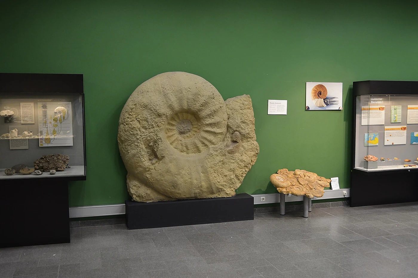 Großer versteinerter Ammonit vor grüner Wand zwischen Vitrinen mit Fossilien