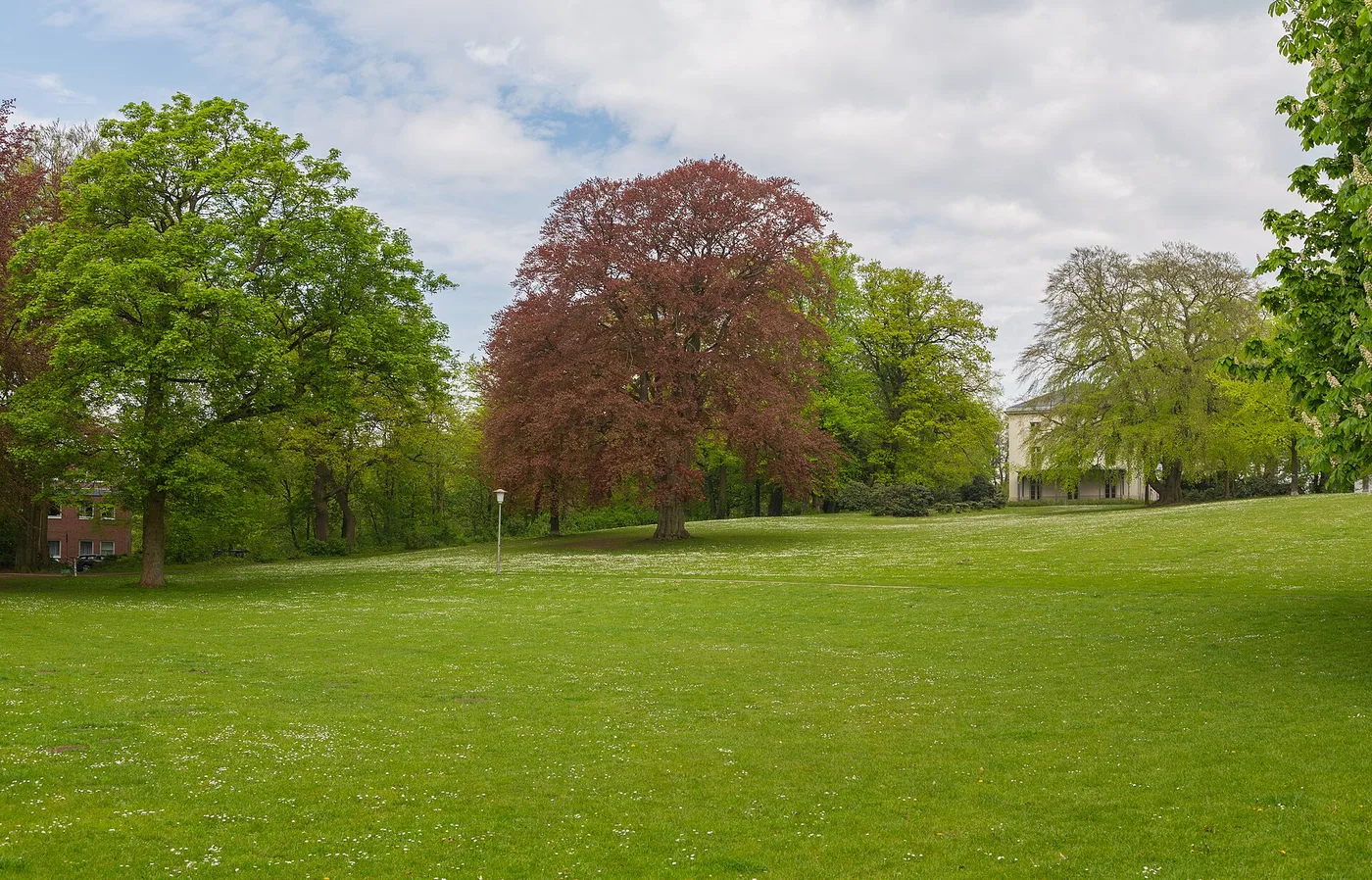 Große Rasenfläche im Hessepark mit Blutbuche und dem weißen Hessehaus im Hintergrund