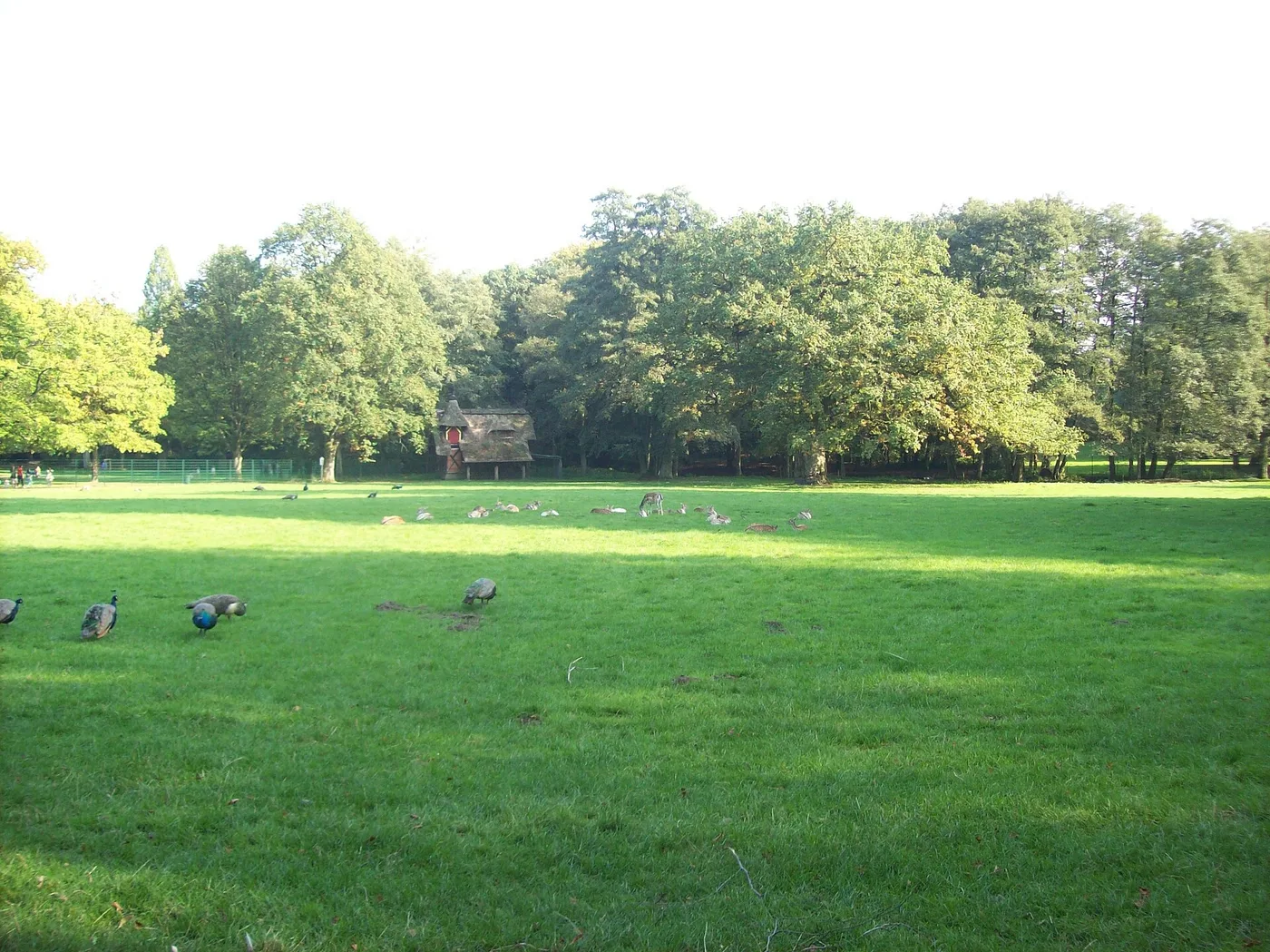 Baumbestand und Wege im Hirschpark am Elbhang