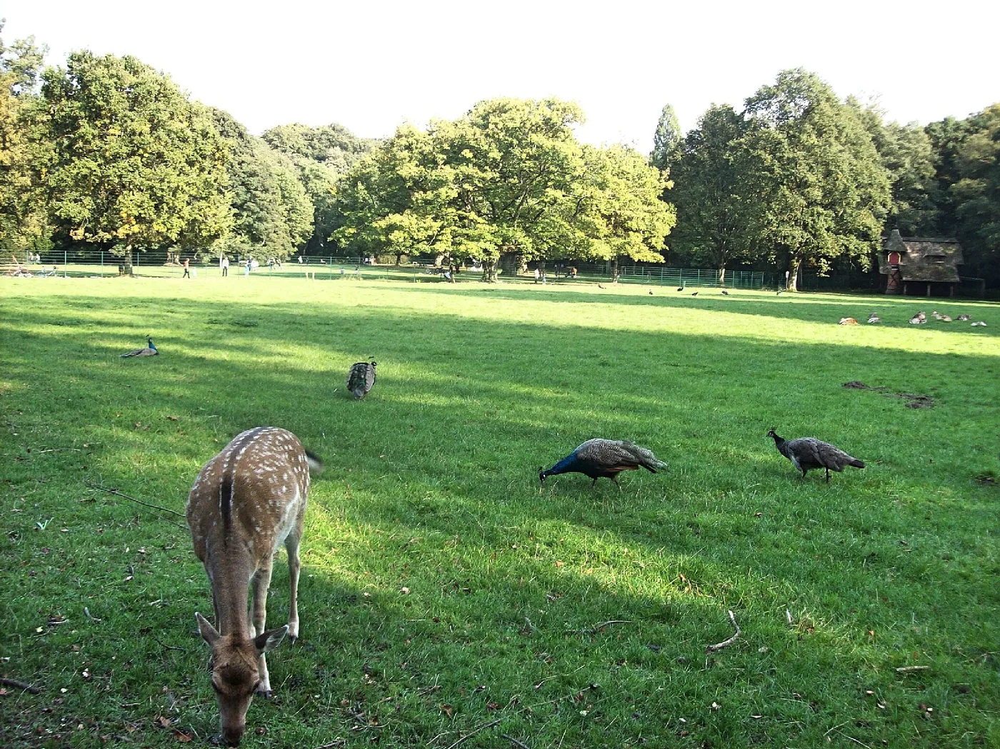 Weite Rasenfläche mit altem Baumbestand im Hirschpark