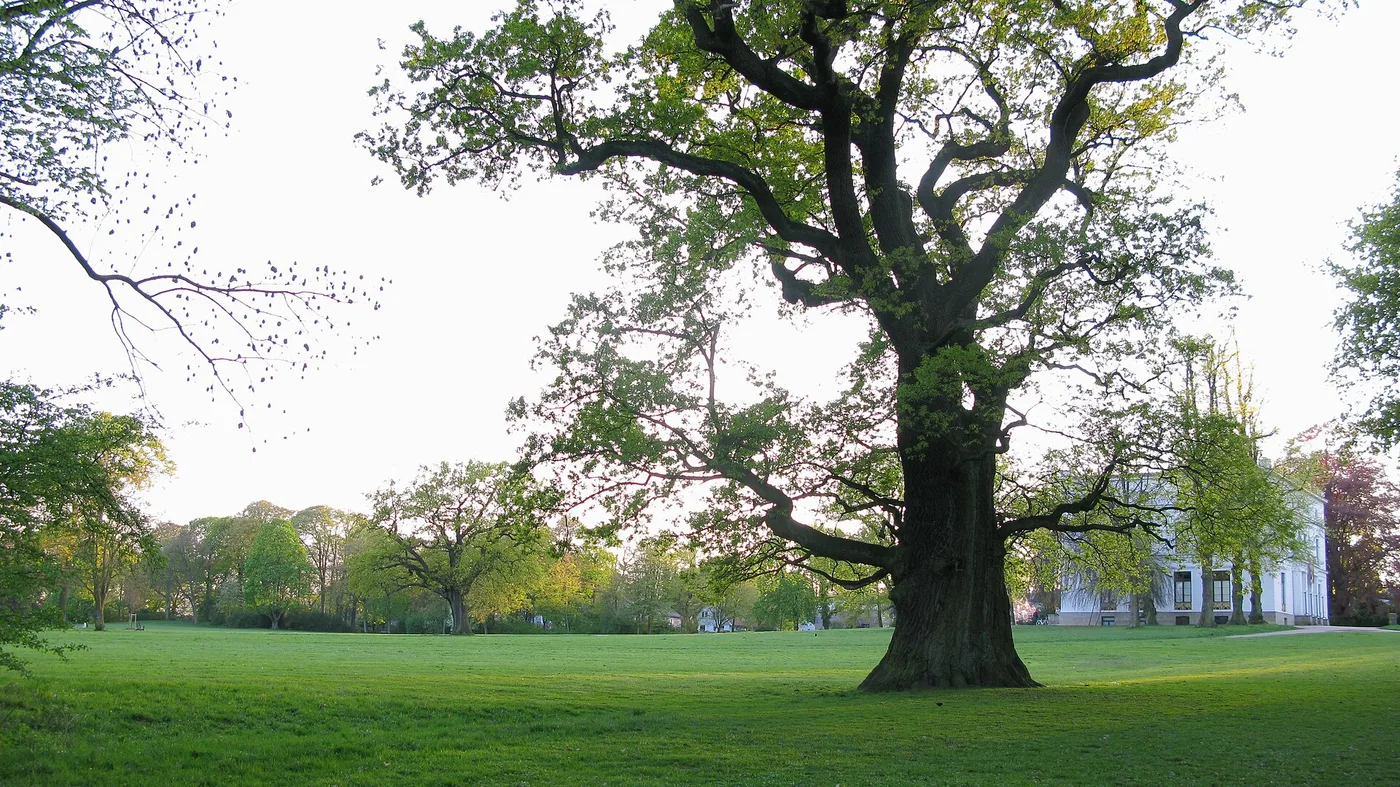 Große alte Eiche auf der Wiese im Jenischpark mit dem weißen Jenisch-Haus im Hintergrund