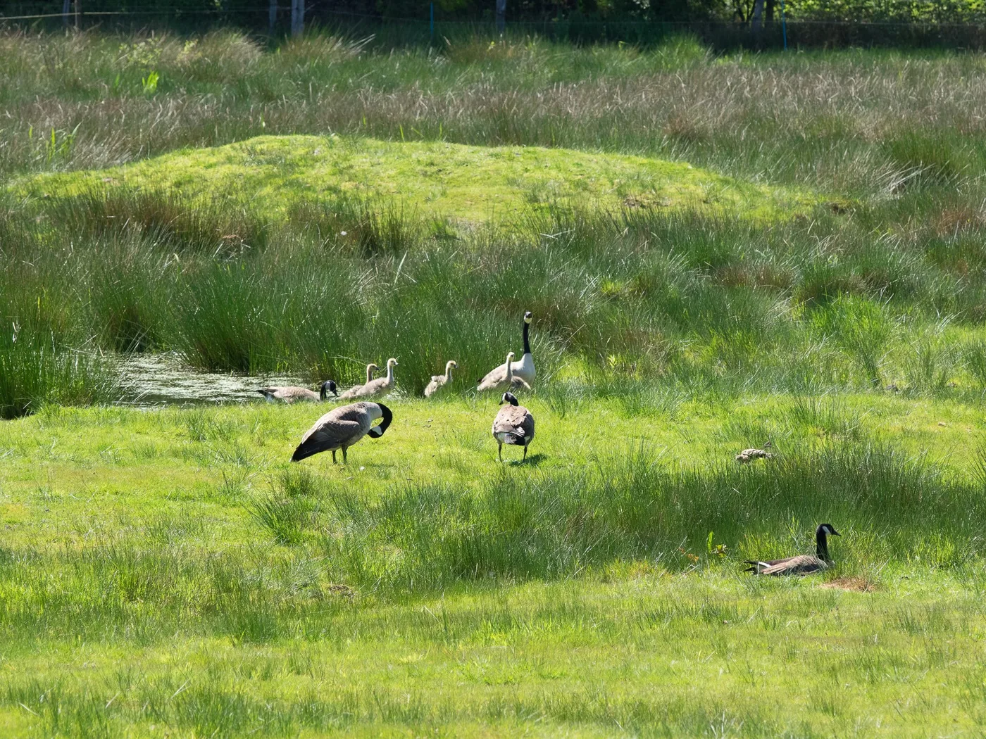 Moorlandschaft im Schnaakenmoor mit offenem Wasser
