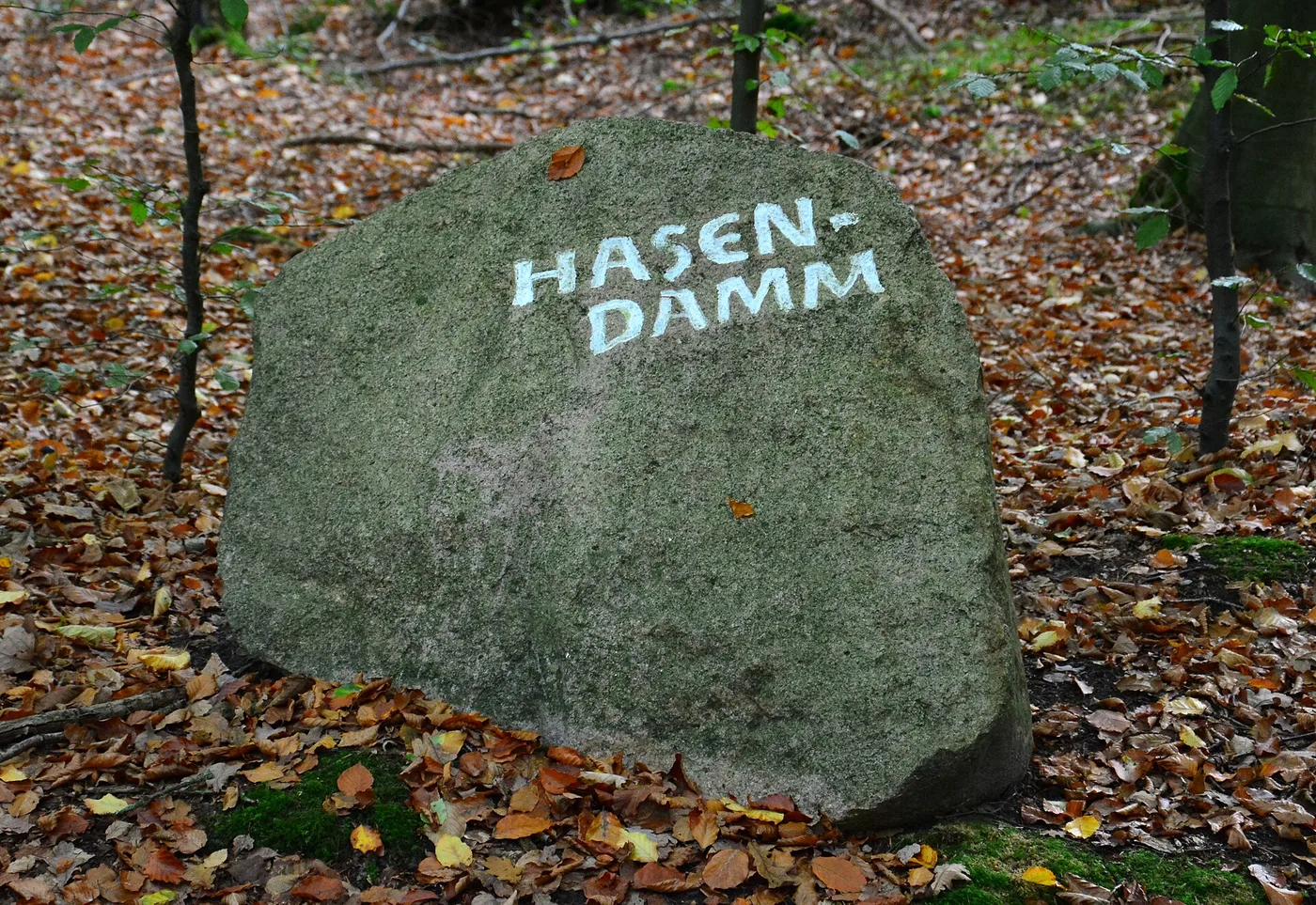 Großer Findling am Hasendamm im Forst Klövensteen