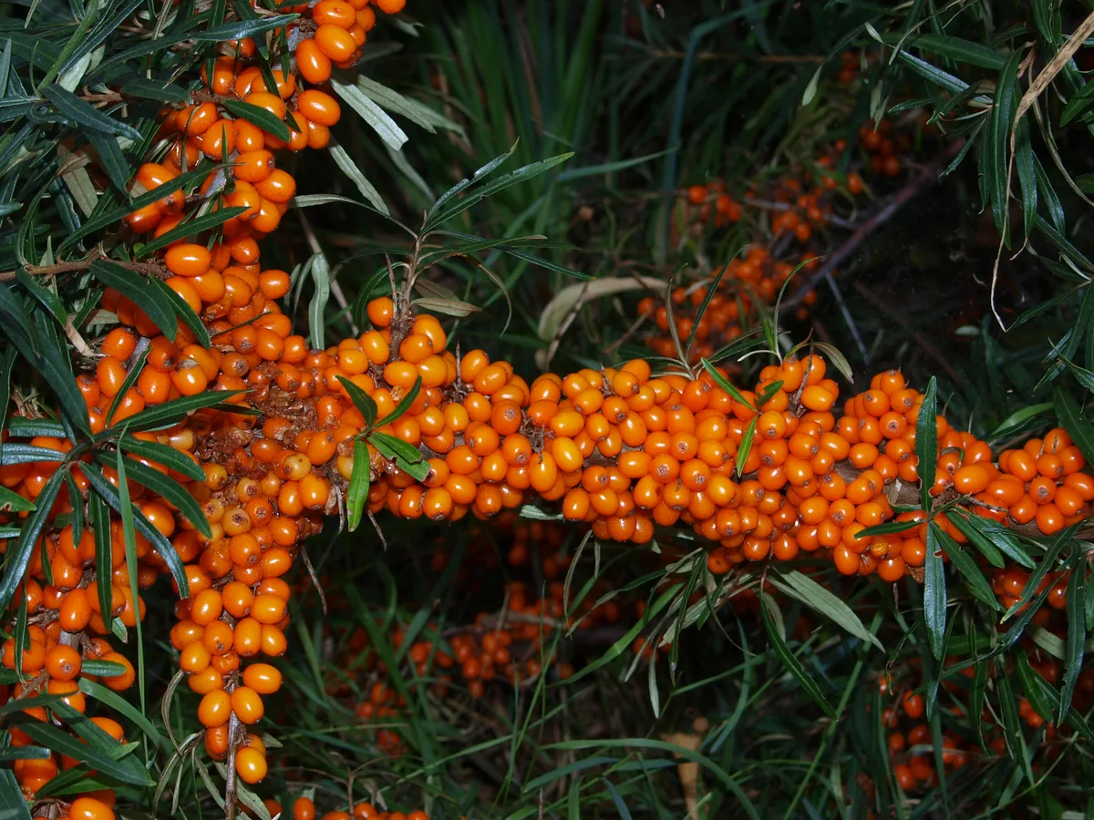 Orangefarbene Sanddornbeeren dicht an einem Zweig