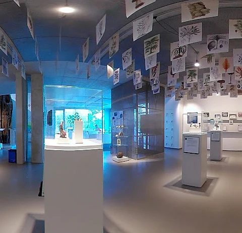 Ausstellungsraum mit weißen Sockeln und Vitrinen, blau beleuchtet, rechts der mächtige Stamm einer Würgefeige