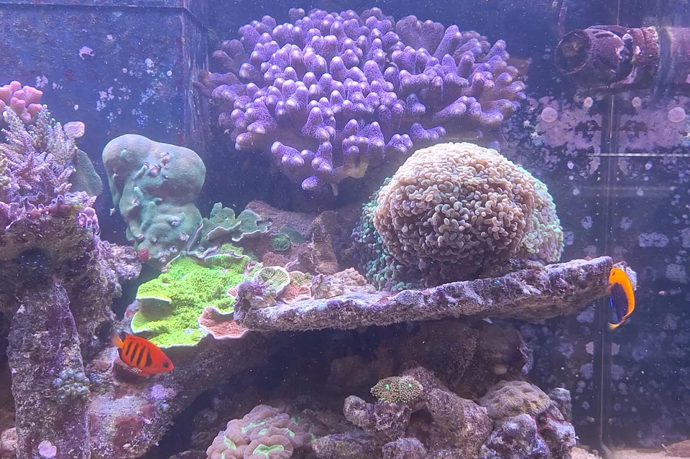 Wand mit beleuchteten Aquarien und Wasserpflanzen
