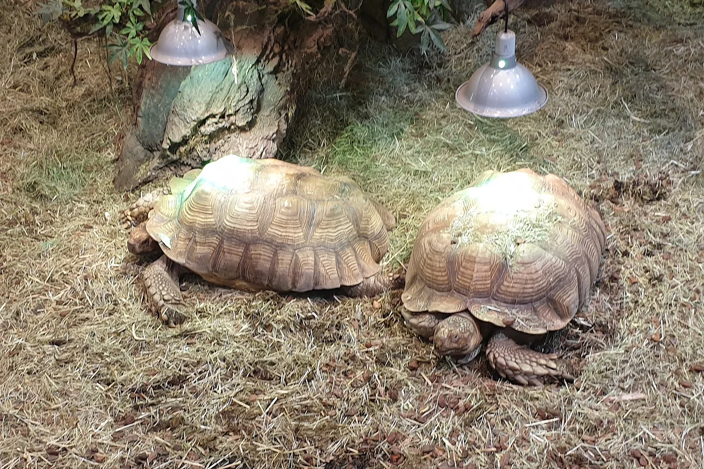 Zwei Landschildkröten in einem bepflanzten Terrarium