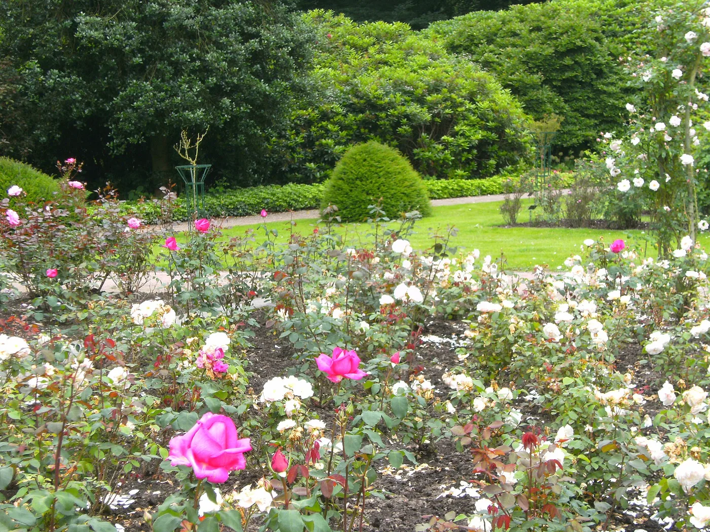 Rosengarten auf dem Ohlsdorfer Friedhof mit blühenden Beeten und Hecken
