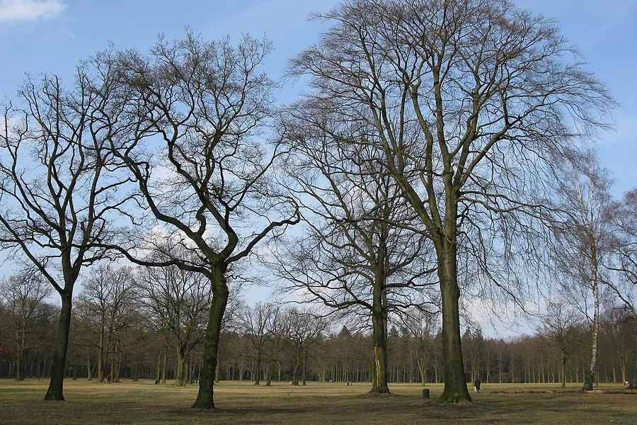 place-altonaer-volkspark.webp