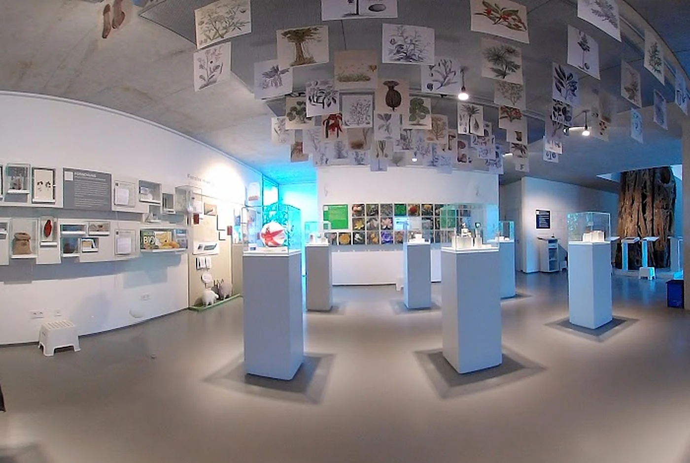 place-loki-schmidt-haus-museum-nutzpflanzen.webp