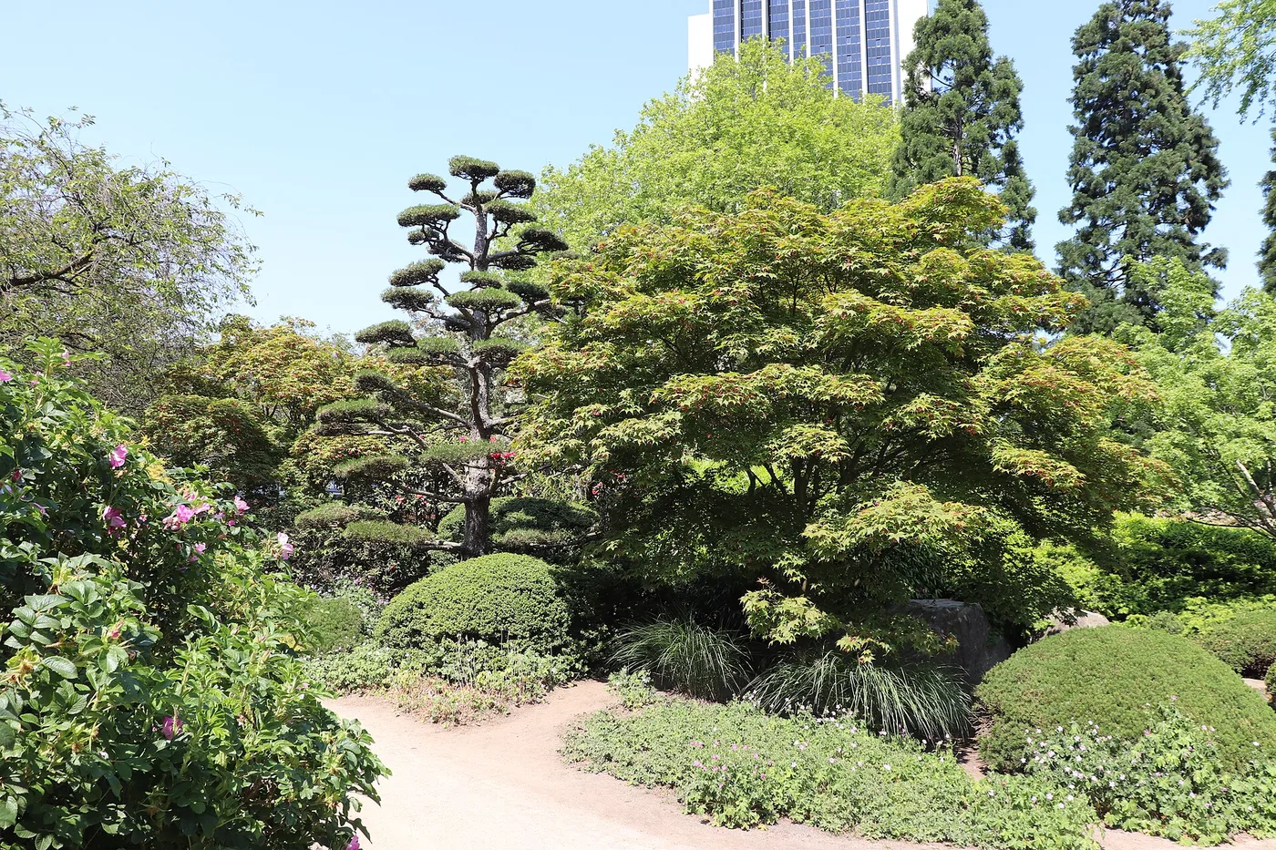 Formgeschnittene Kiefer und Ahorn im Japanischen Garten von Planten un Blomen