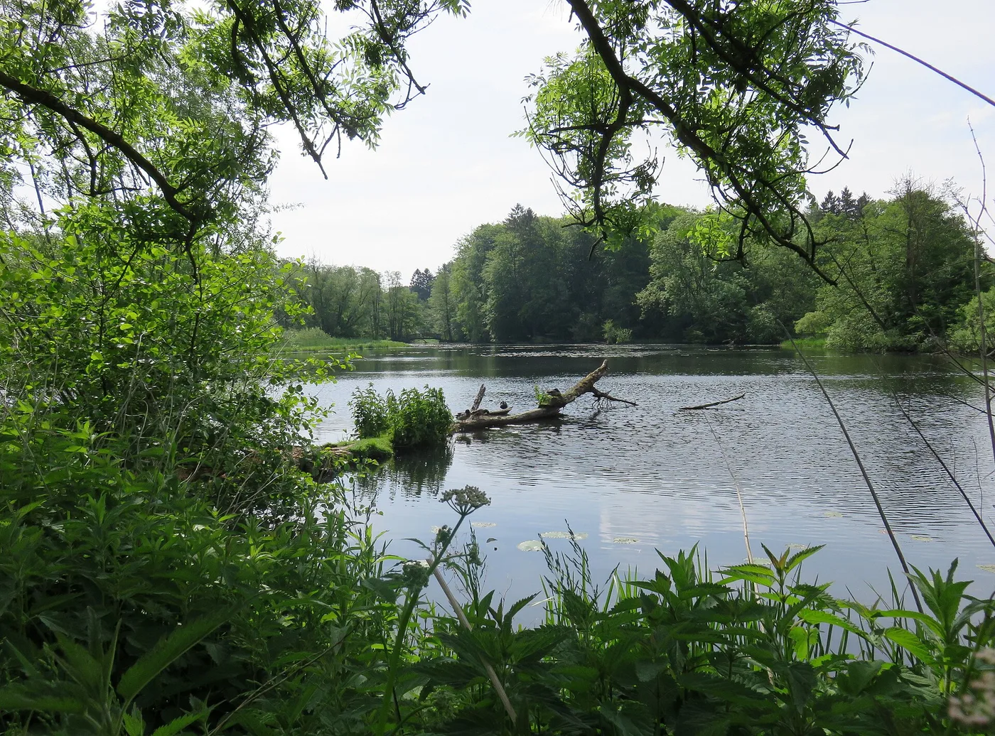 Der Wohldorfer Mühlenteich mit Wald am Ufer